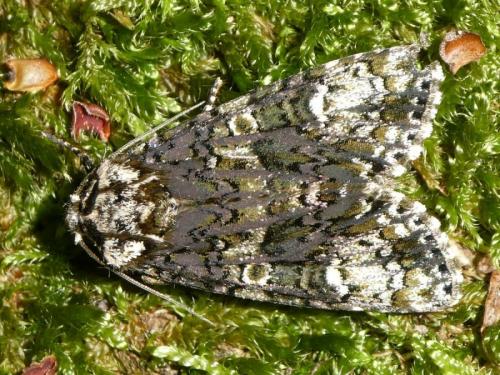Réf. 231 849 : Craniophora ligustri